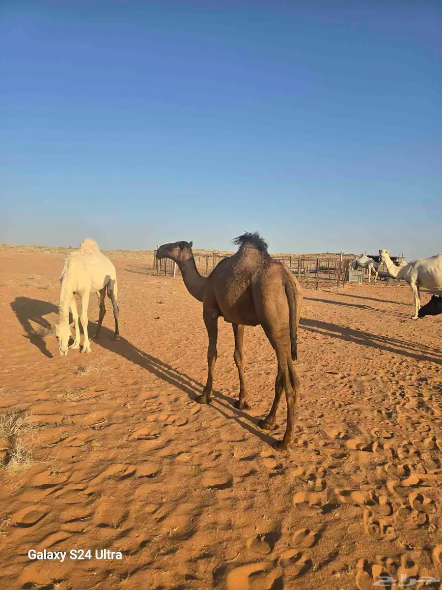 بكره مفروده صفراء 1