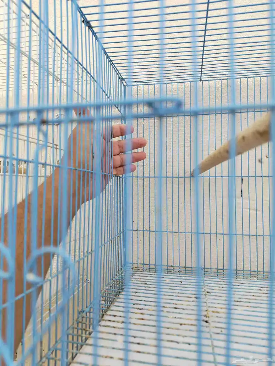 أقفاص مستخدمة(مستعملة) مقاس 601 2