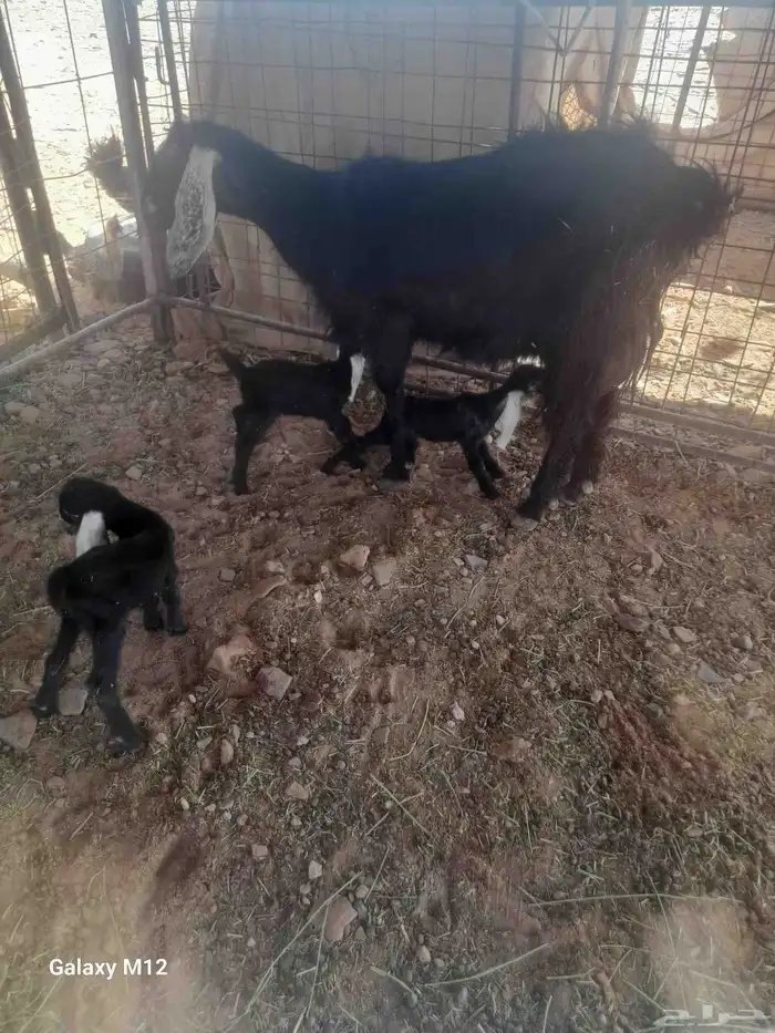 عنز سدس معها ثلاث مواليد تيسين وعناق 0