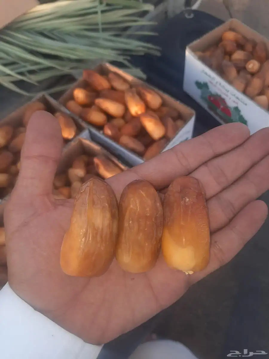 صفري بيشه حبه كبير جامبو توصيل إلى المنزل في خميس مشيط 2