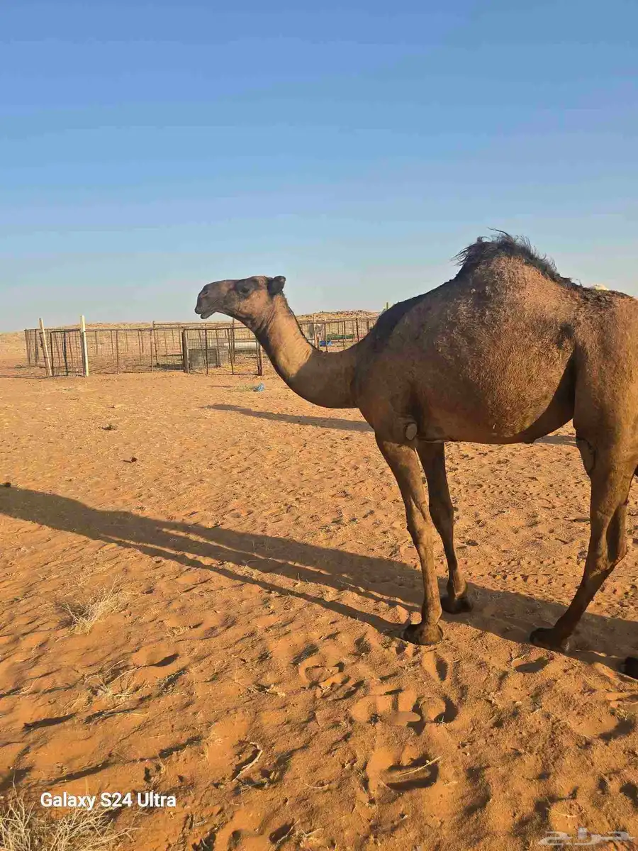بكره مفروده صفراء 3