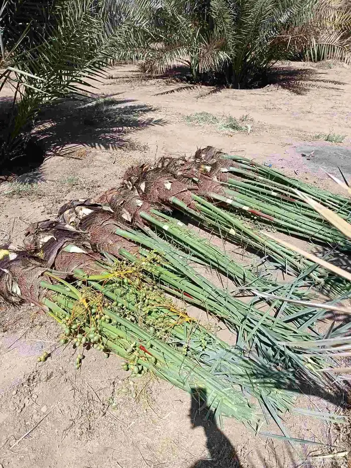 نخل صقعي للبيع مثمر و مجدول نخيل خلاص سكري 5