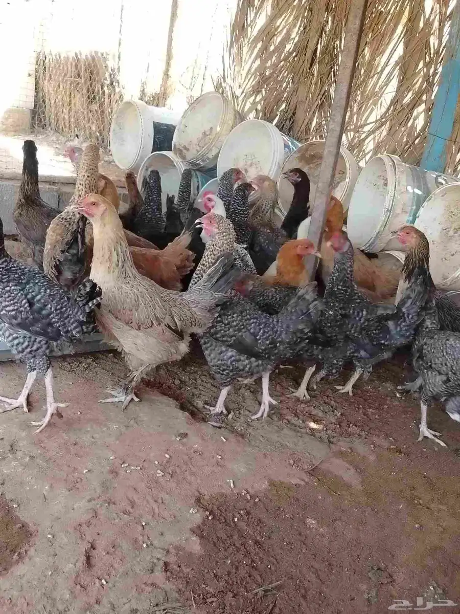 29 دجاجه تركيات العمر خمس شهور ونص بدايه بيض زايد اربع حبات 2