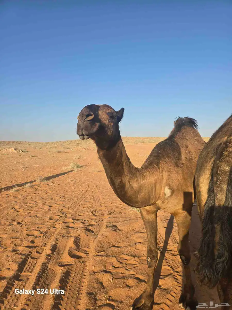 بكره مفروده صفراء 2