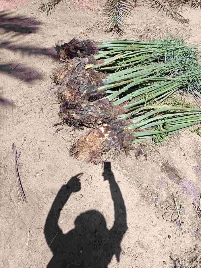 نخل صقعي للبيع مثمر و مجدول نخيل خلاص سكري 6