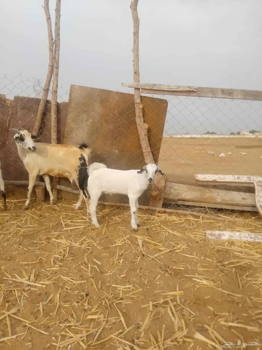 شاه بيشيه معاه تيس مشروع بيشي سنها سديس 1