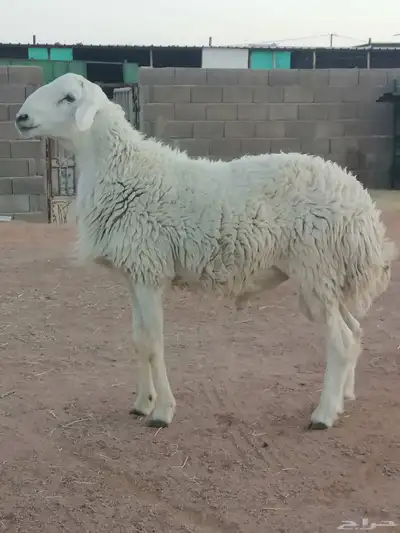خاروف ثني 3