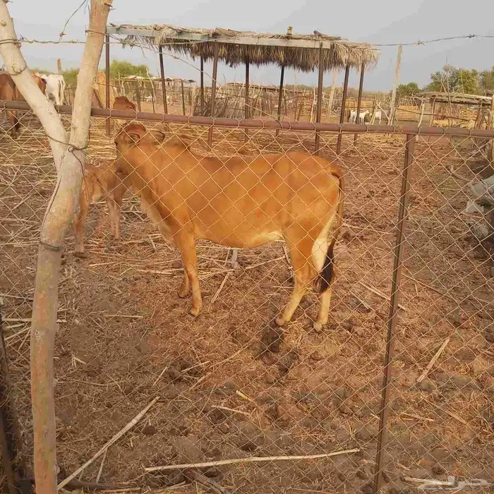 حسيلة للبيع 1