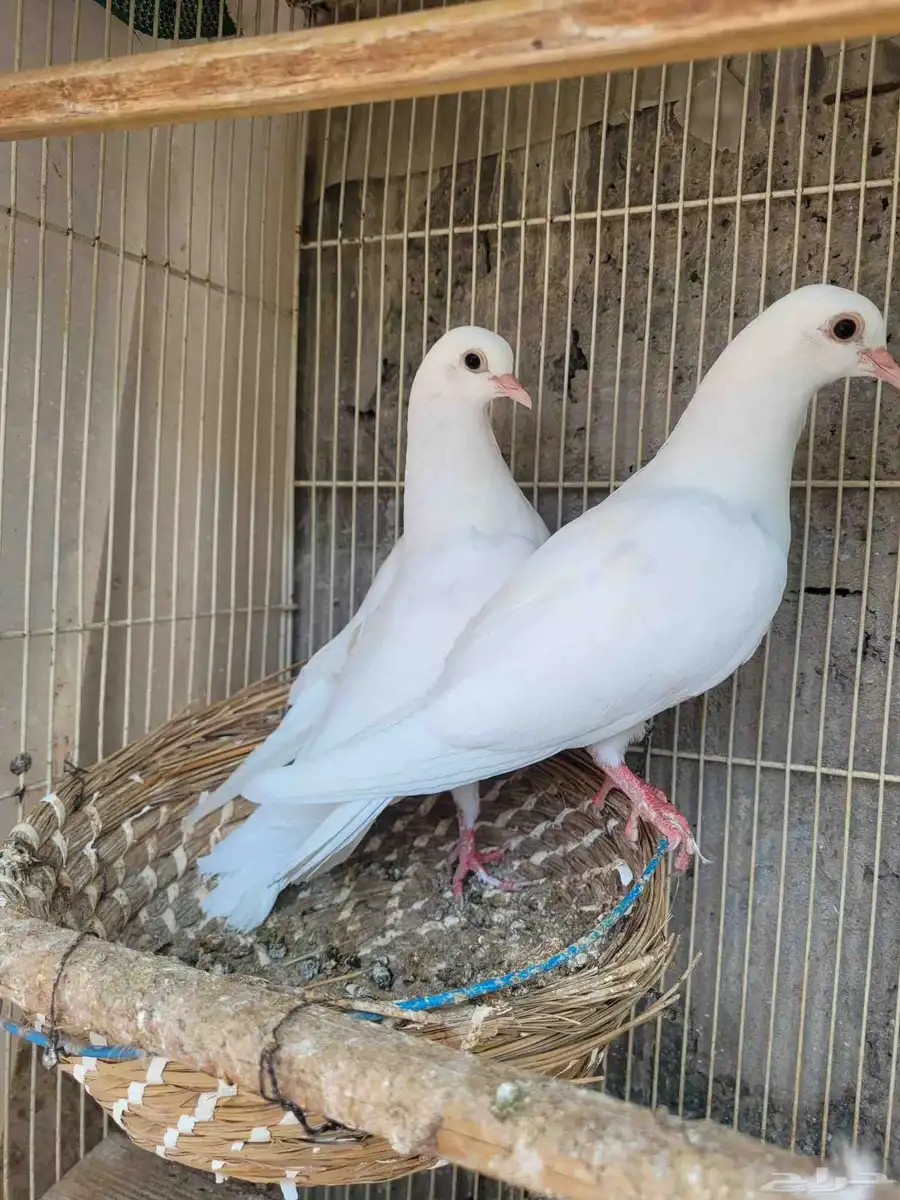 طبة حمام صنعاوي ابيض 0
