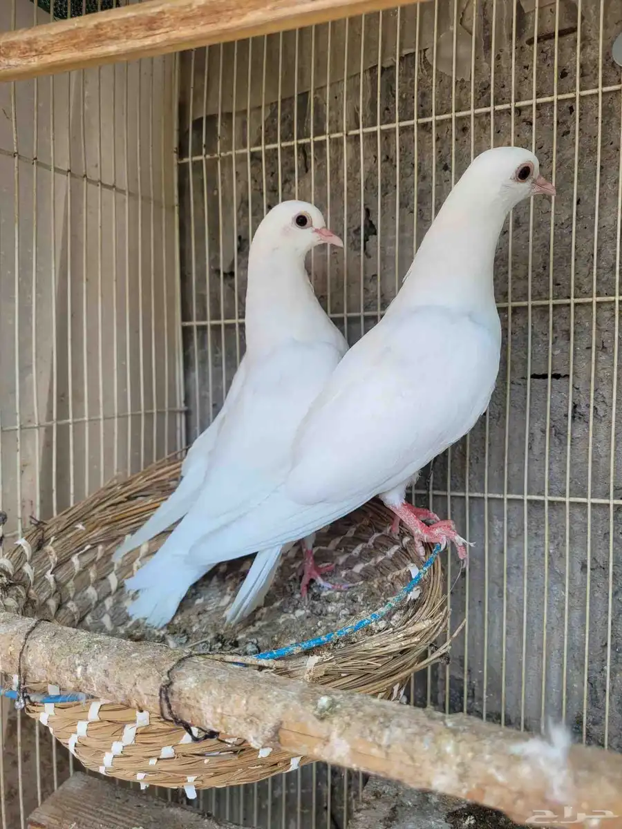طبة حمام صنعاوي ابيض 1