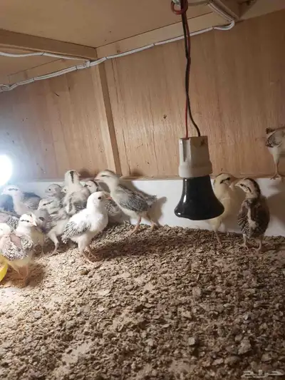 صوص دجاج عربي فاخر 2