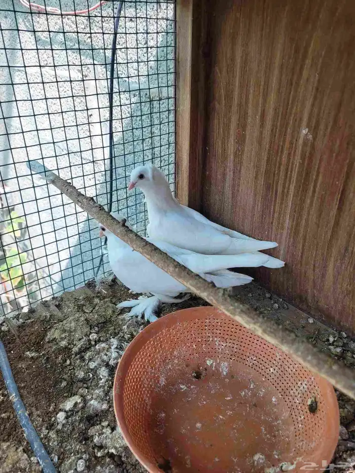 طبة حمام ابيض 0