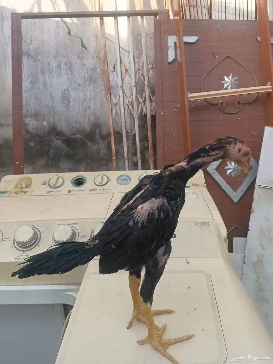 فرخ شامو ياباني اللي يبي ياساس لا يفوتكم عليه 3
