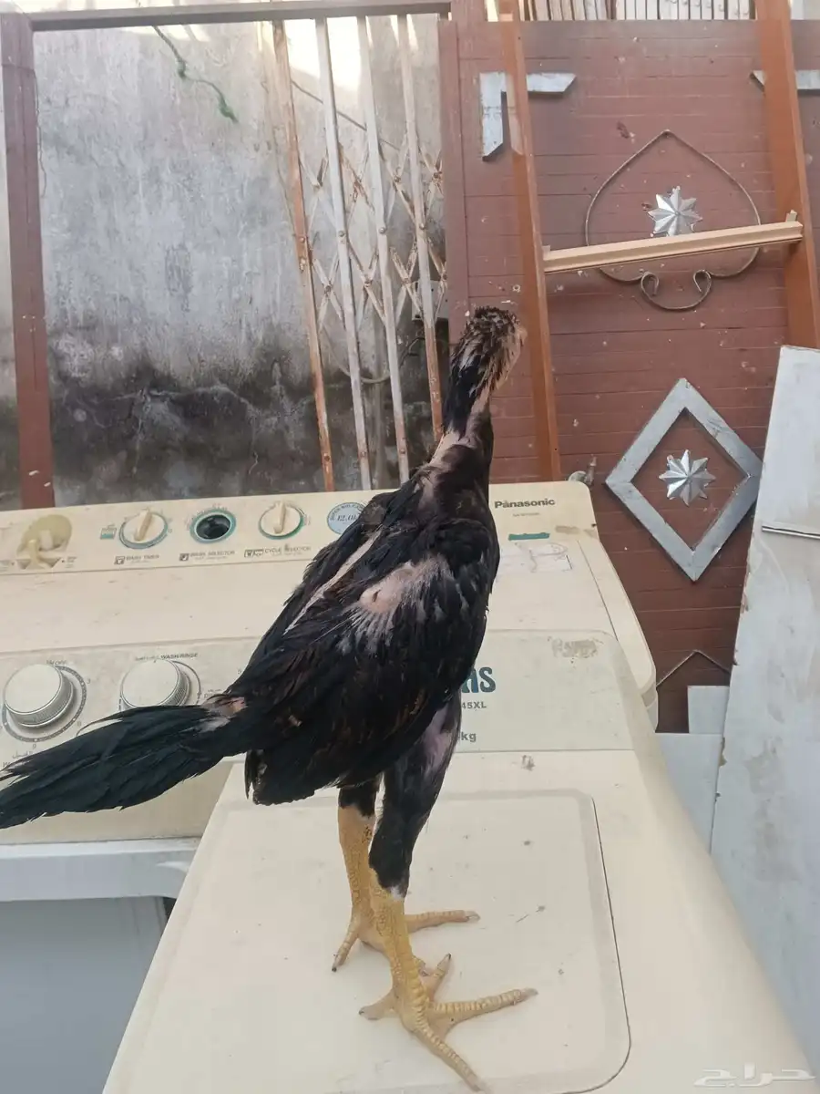 فرخ شامو ياباني اللي يبي ياساس لا يفوتكم عليه 4