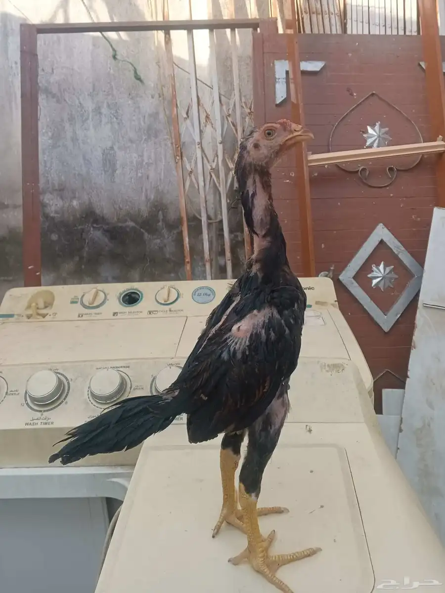 فرخ شامو ياباني اللي يبي ياساس لا يفوتكم عليه 0