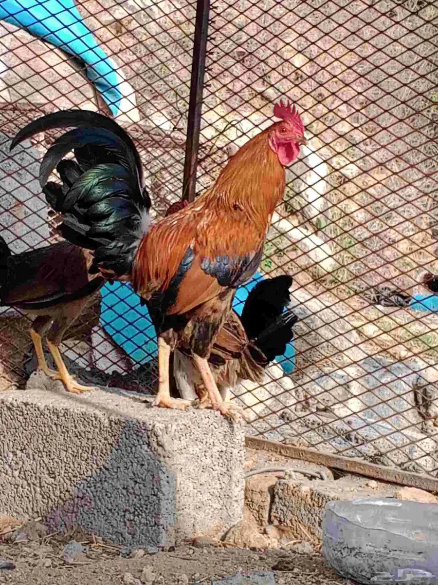 ديك عربي اصيل و دجاج عربيه اصيل ماشاء الله تبارك الله 2