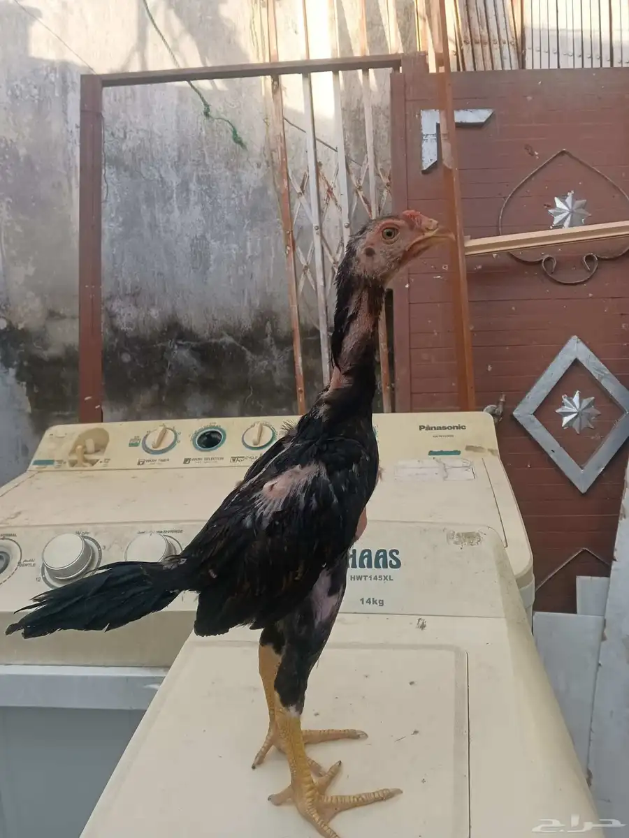 فرخ شامو ياباني اللي يبي ياساس لا يفوتكم عليه 1