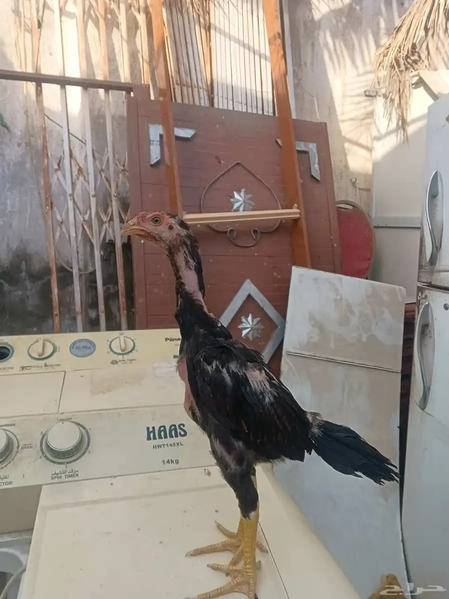 فرخ شامو ياباني اللي يبي ياساس لا يفوتكم عليه 2