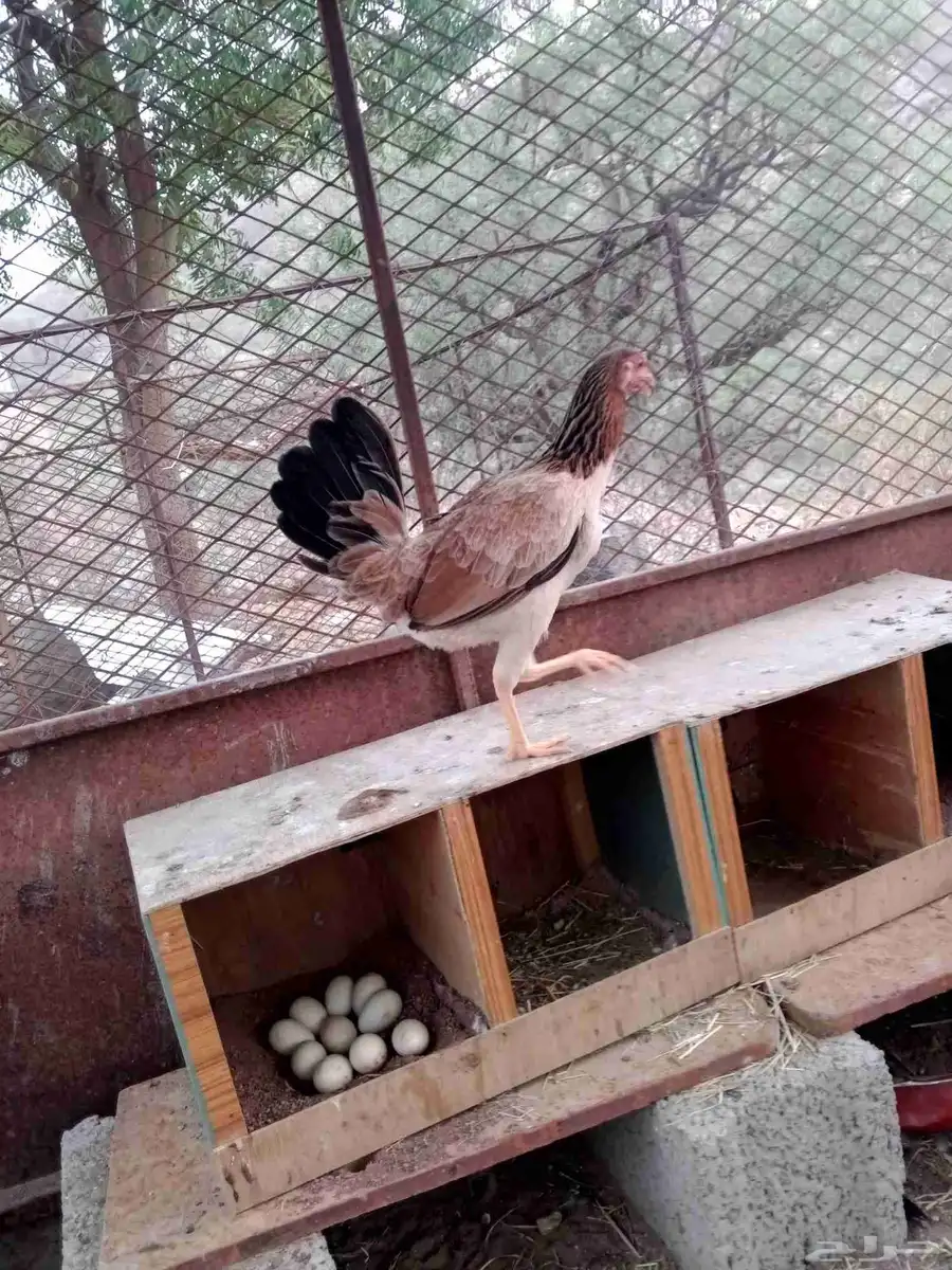 ديك عربي اصيل و دجاج عربيه اصيل ماشاء الله تبارك الله 1