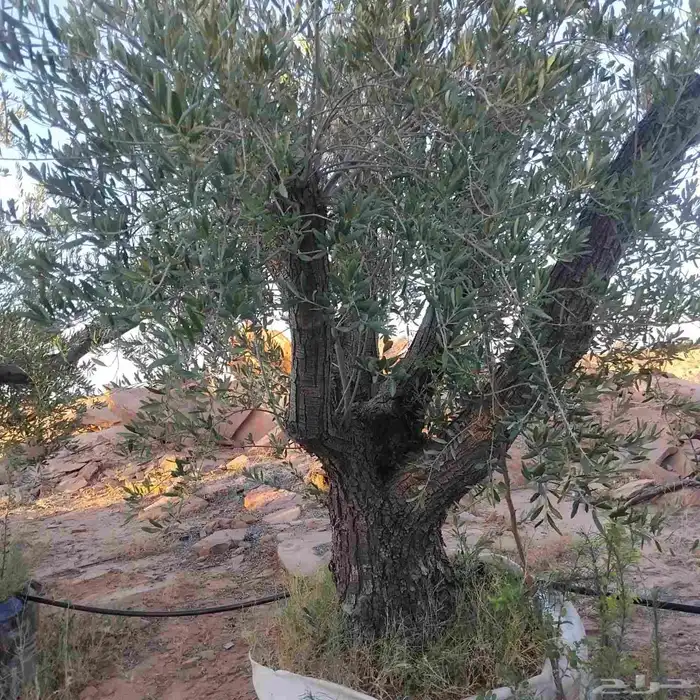 زيتون مراكن وأرض محضن 9