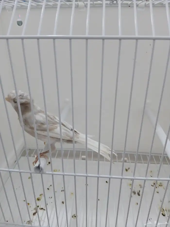 ذكر كناري مغرد ( تم البيع ) 1