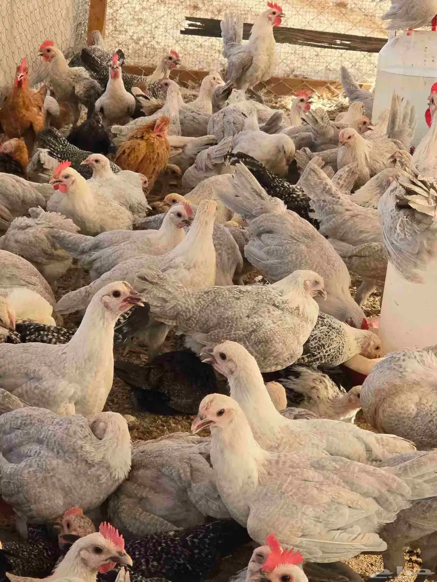 دجاج فيومي المونيوم بشاير اعمار 3 شهور 6