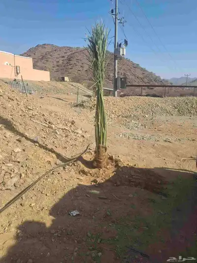 نخل البيع مكه جده اطايف 0