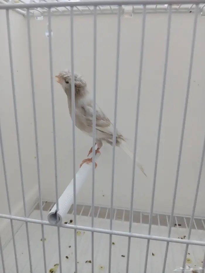 ذكر كناري مغرد ( تم البيع ) 0