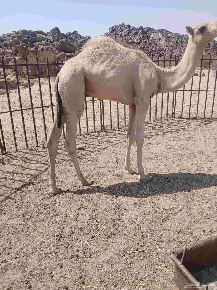 قعودعلى حليب امه عمره حول سبعه شهور 0