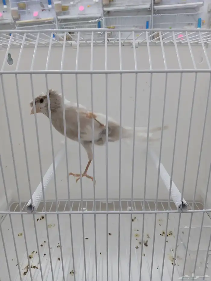 ذكر كناري مغرد ( تم البيع ) 2