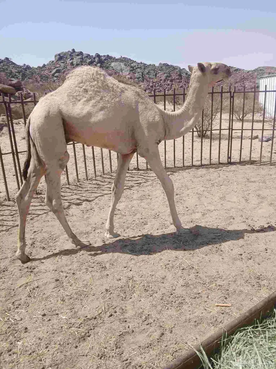 قعودعلى حليب امه عمره حول سبعه شهور 1