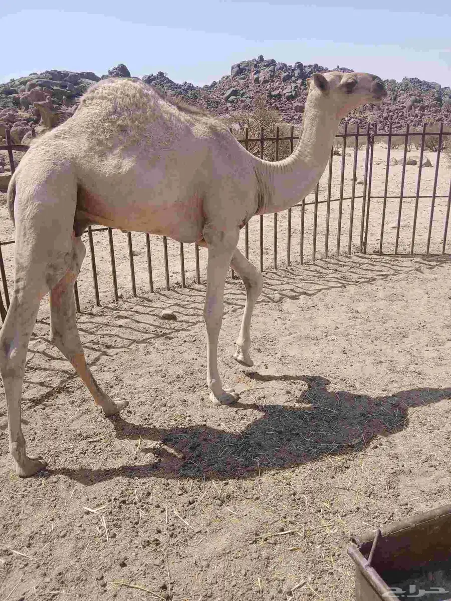 قعودعلى حليب امه عمره حول سبعه شهور 2