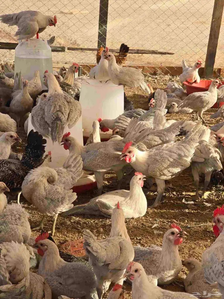 دجاج فيومي المونيوم بشاير اعمار 3 شهور 3