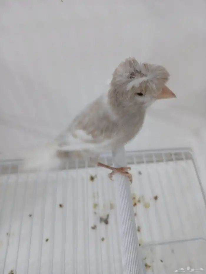 ذكر كناري مغرد ( تم البيع ) 3