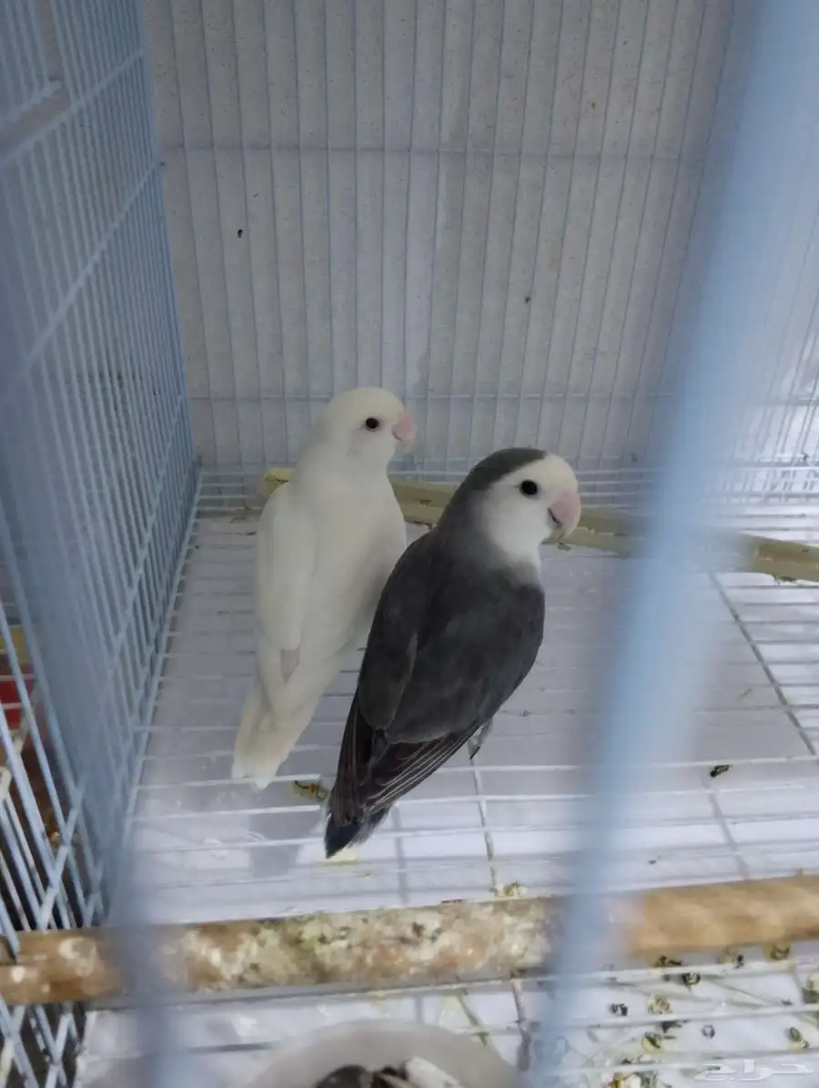 جوز روز منتج شرررط 1