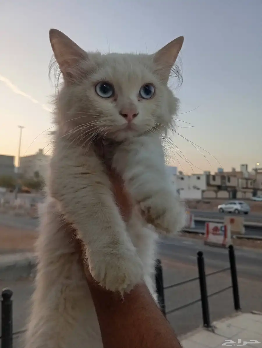 وجدت قط ذكر مفقود الظاهر هملايا 3