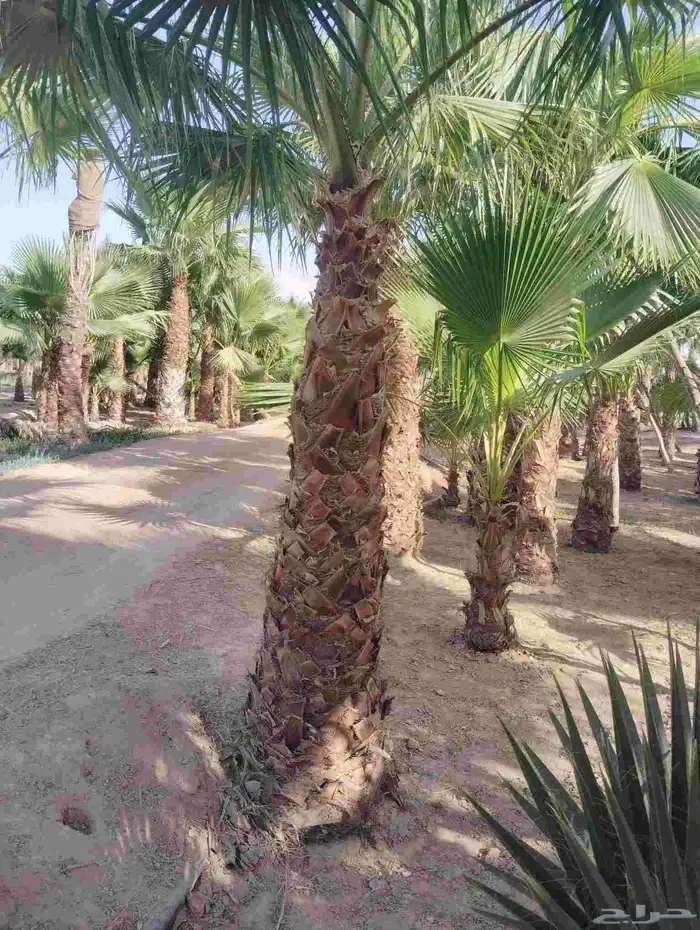 يوجد لدي نخل العربي وشتطني 3