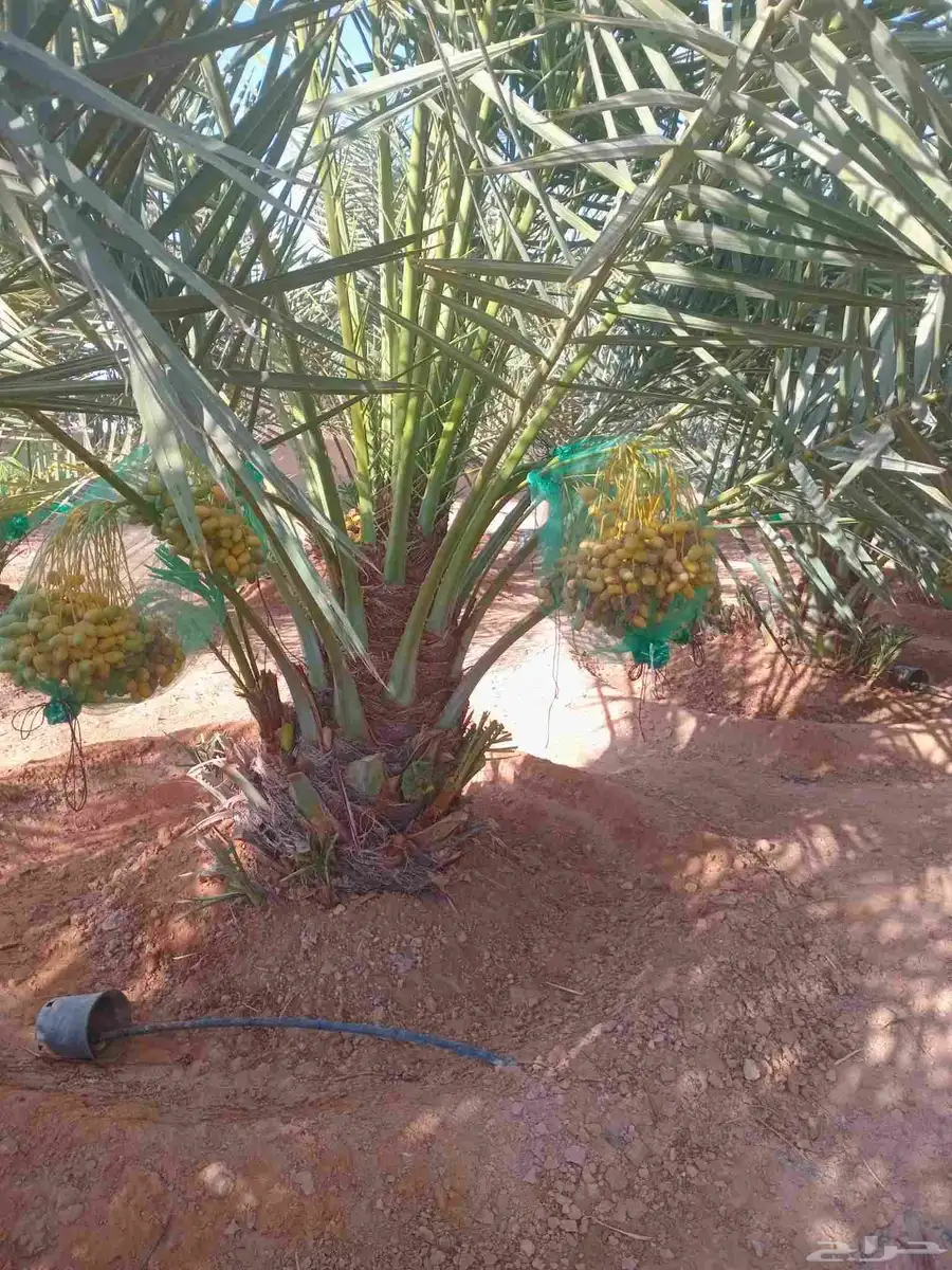 يوجد لدينا جميع انواع إنخل عربي ووشنطني جميع المقاسات متوفره 1
