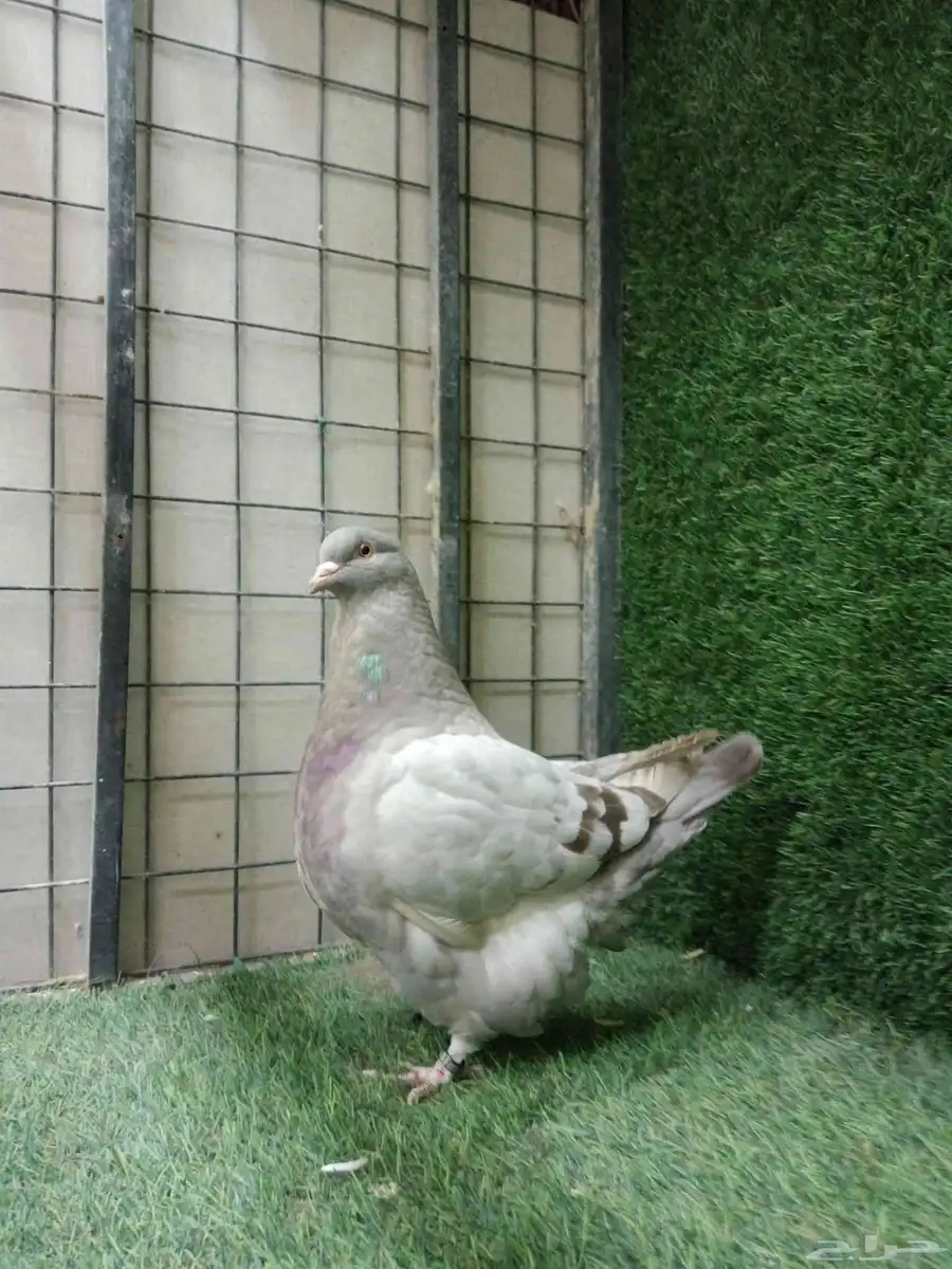 حمام فرش موندين مستوي قوي 2