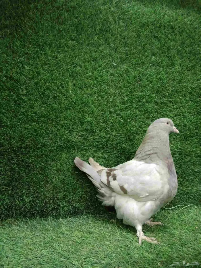 حمام فرش موندين مستوي قوي 3