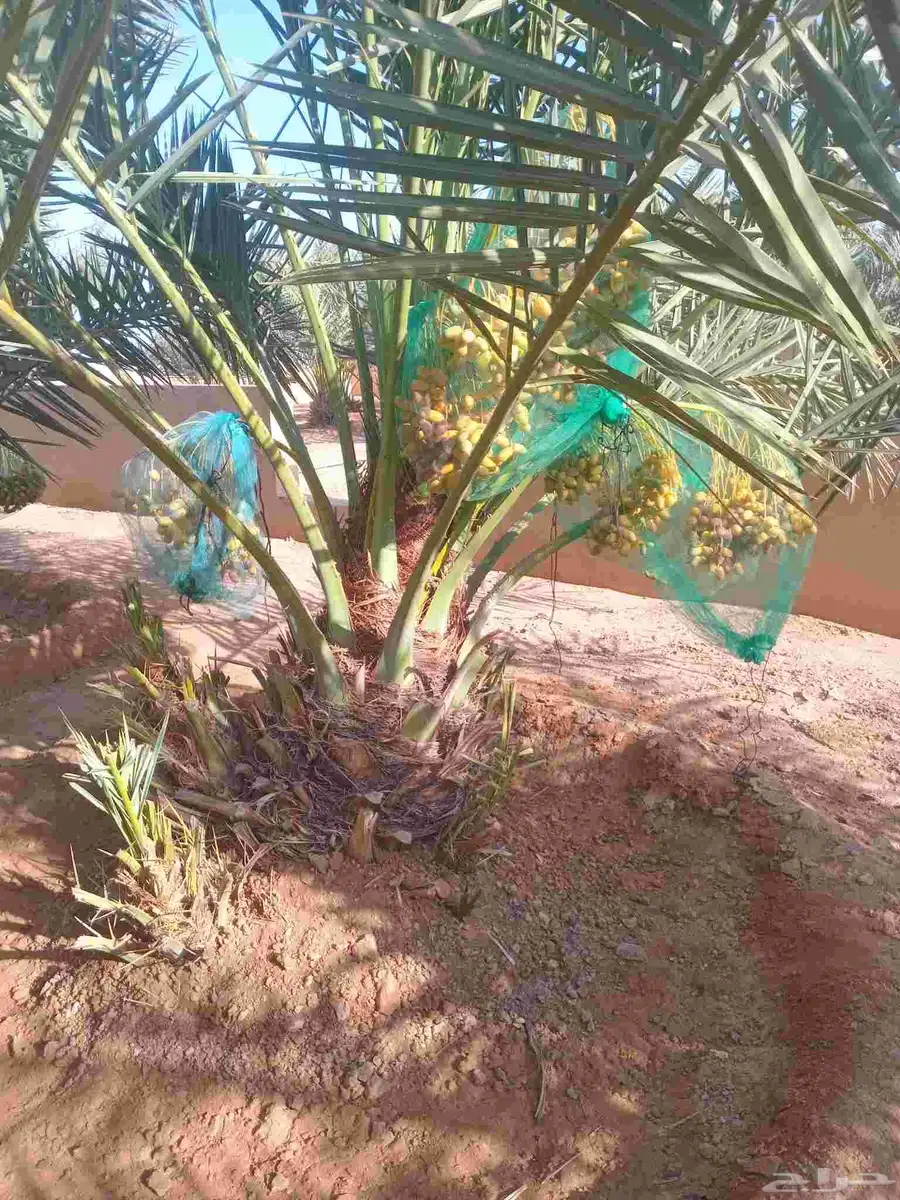 يوجد لدينا جميع انواع إنخل عربي ووشنطني جميع المقاسات متوفره 2