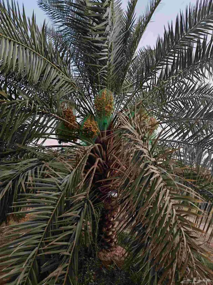 تمر للبيع في النخله 2