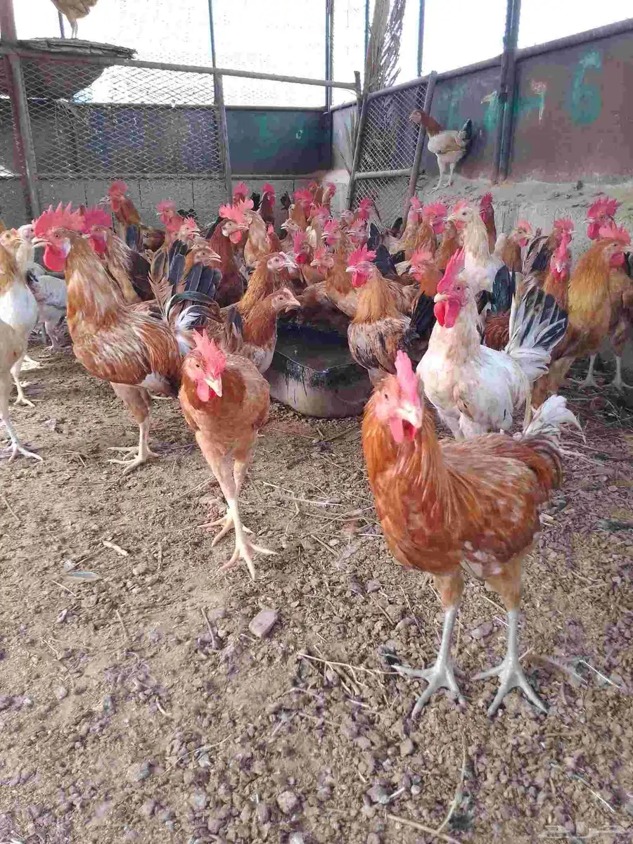 الارضيات الجنوبيه سبت شمران 1