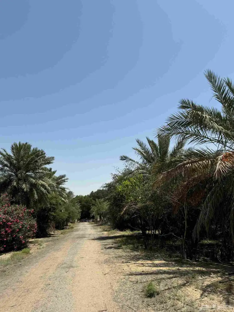 ارض زراعي للبيع الجبيل الصناعيه 7