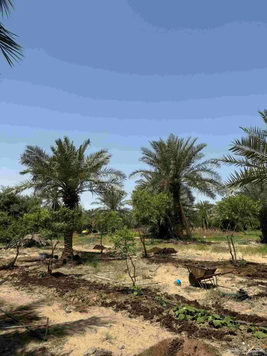 ارض زراعي للبيع الجبيل الصناعيه 0