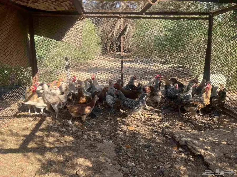 فراريج دجاج تركي وبلدي وهجين 1