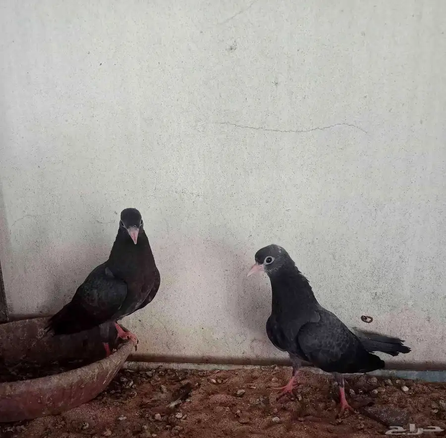 جوز صنعاني بفروخه 2