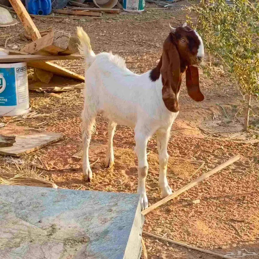 جفره هولنديه 0