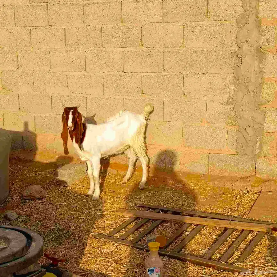 جفره هولنديه 1