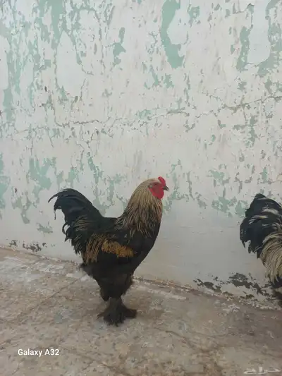 For Sale Brahma Bantam both male 0